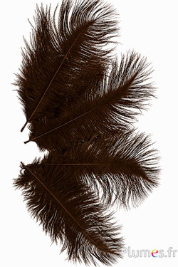 Struisvogel  - 13-18 cm - koffie